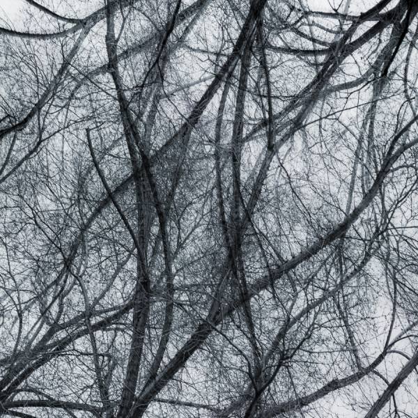 Photograph Jose Conceptes Densidad Vegetal on One Eyeland